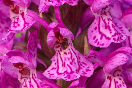 Rietorchis met bewoner