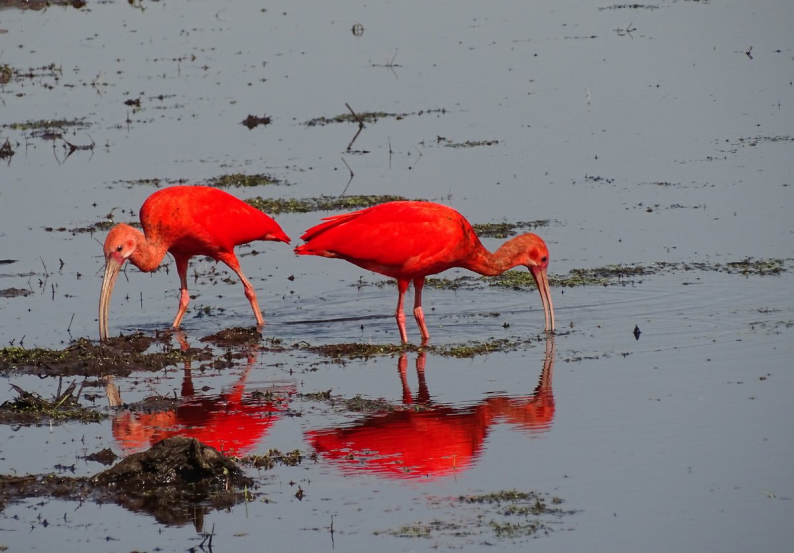 Vroege Vogels Foto Vogels Rode Ibis Vroege Vogels Foto Vogels Rode Ibis