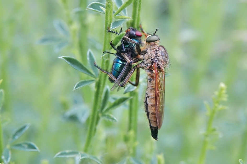 Roodbaardroofvlieg - Geleedpotigen - Roodbaardroofvlieg