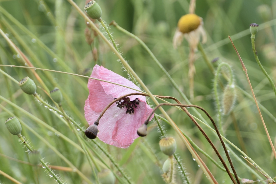 Roze klaproos - Planten - 