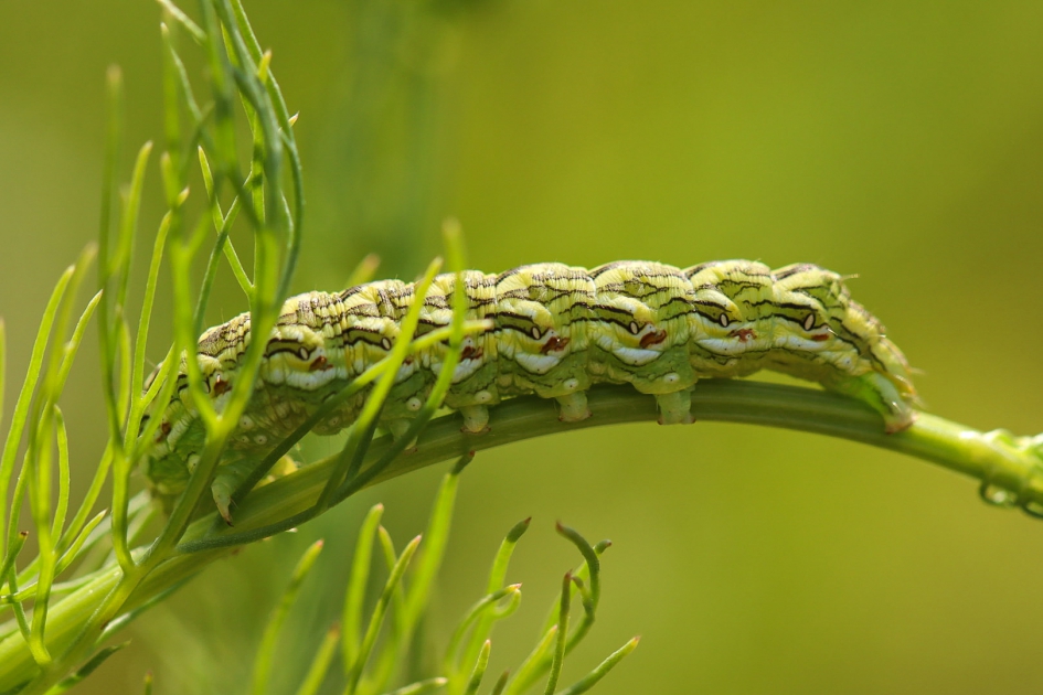 Rups kamillevlinder - Geleedpotigen - Kamillevlinder
