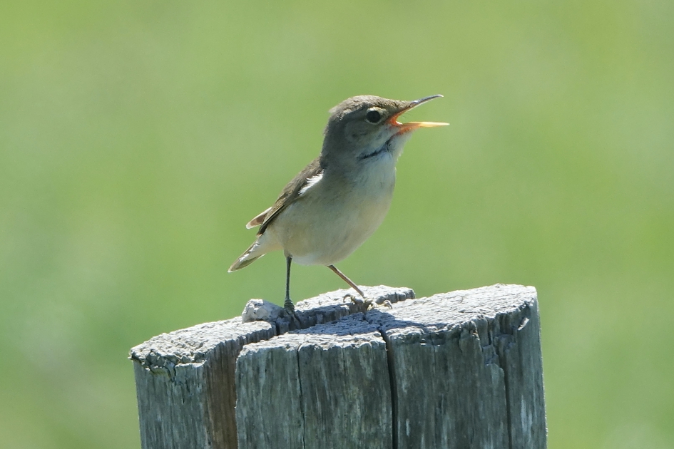 Scheldende Karekiet 2 - Vogels - Kleine Karekiet