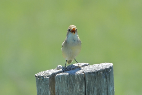 Scheldende Kleine Karekiet