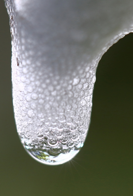 Schuimbeestje ofwel koekoeksspog