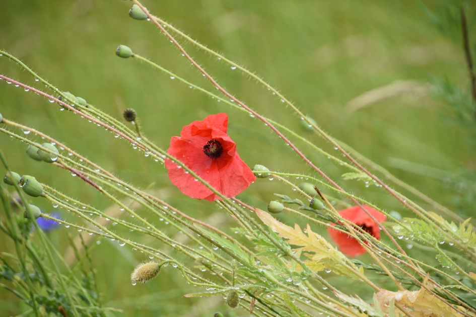 Schuin door de wind - Planten - 