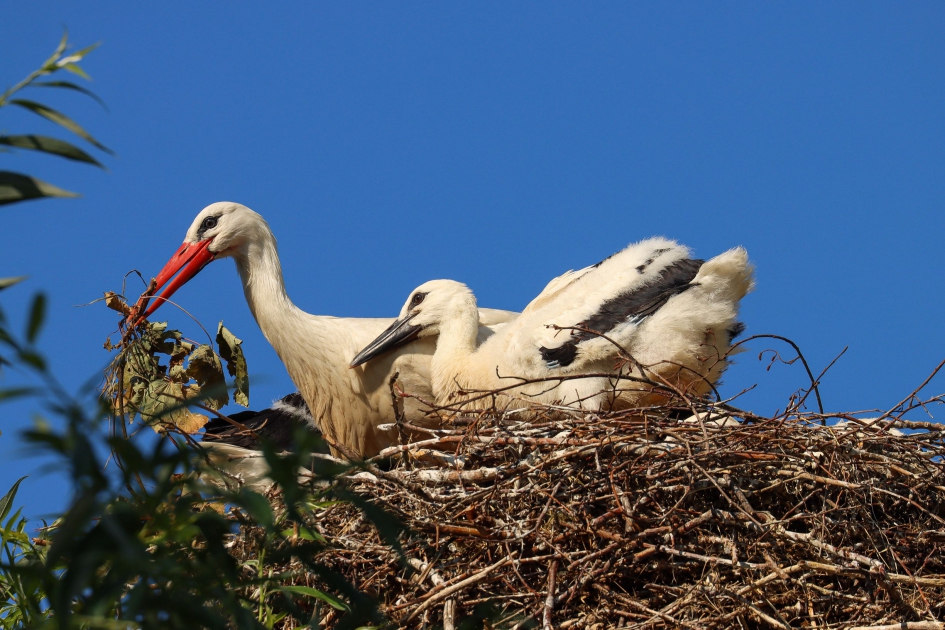 Senior en junior ooievaar - Vogels - Ooievaar
