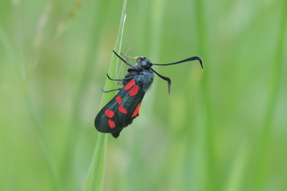Sint-jansvlinder - Geleedpotigen - Sint-jansvlinder