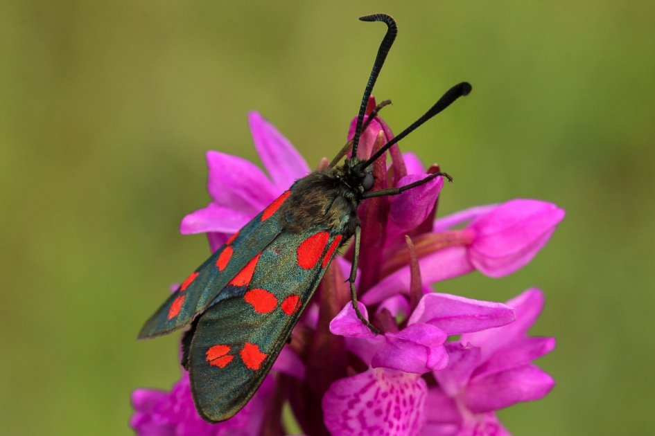 Sint-jansvlinder op rietorchis - Geleedpotigen - Sint-jansvlinder