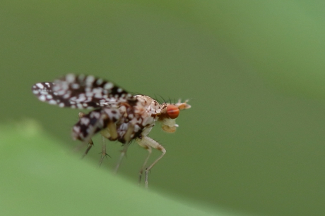 slakkendodende vlieg