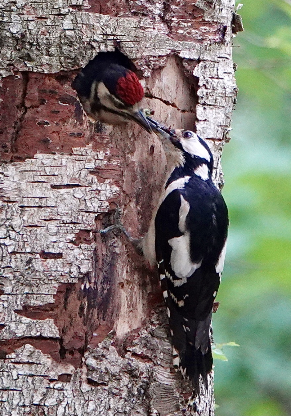Specht met jong - Vogels - Grote Bonte Specht
