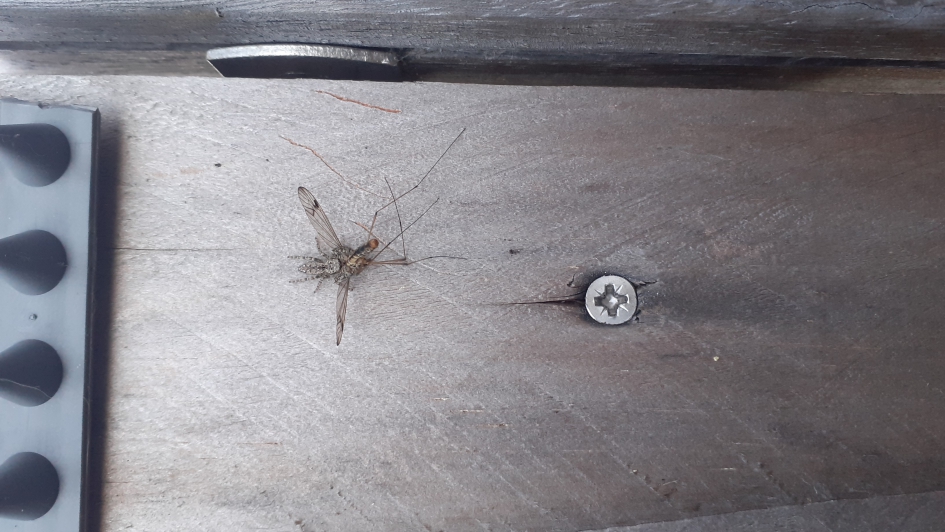 Spinnetje met honger - Geleedpotigen - 