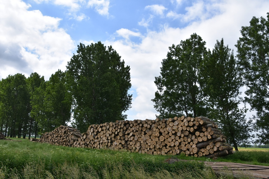 Stapel gezaagde bomen - Planten - 
