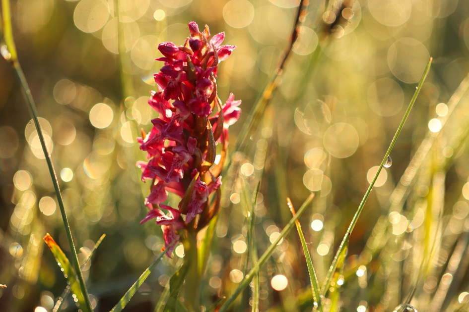 Steenrode orchis - Planten - Steenrode orchis