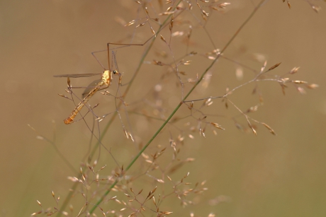 tijgerlangpootmug -v-