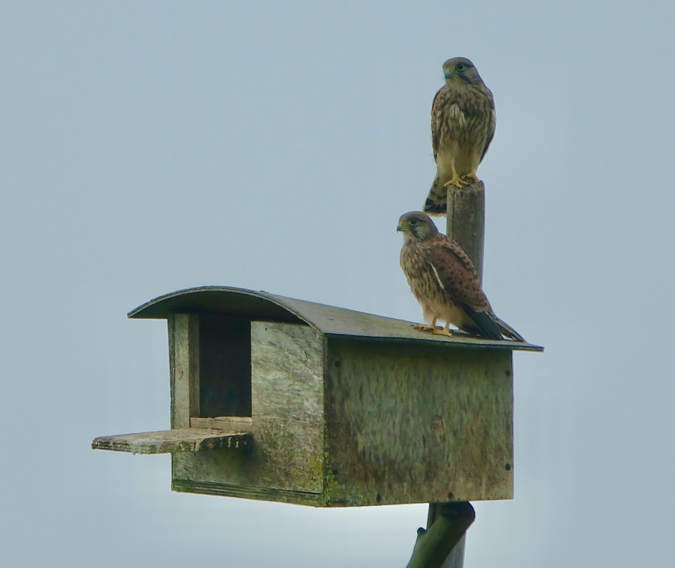 Tiny House - Vogels - Torenvalk