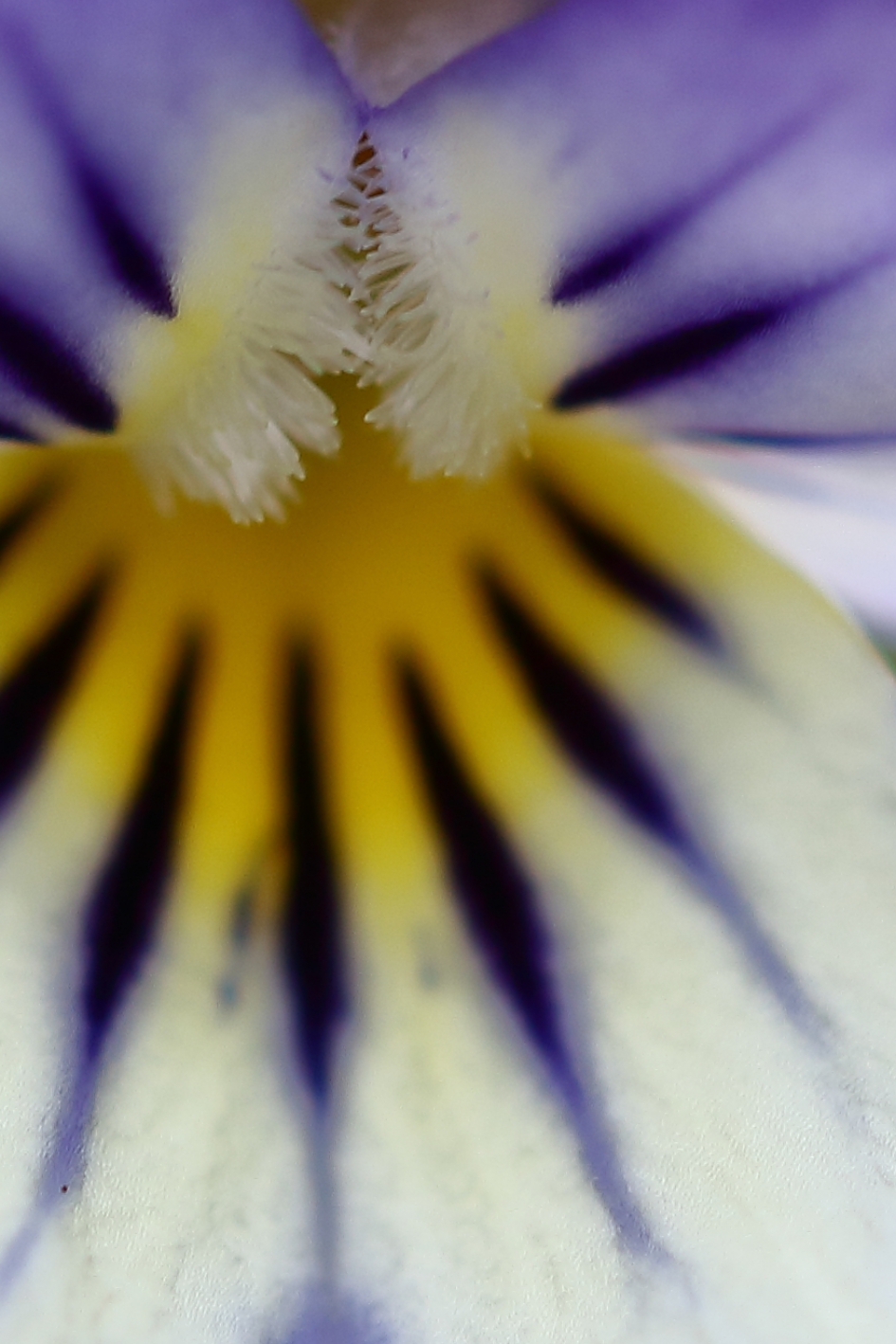 tuinviooltje - Planten - tuinviooltje