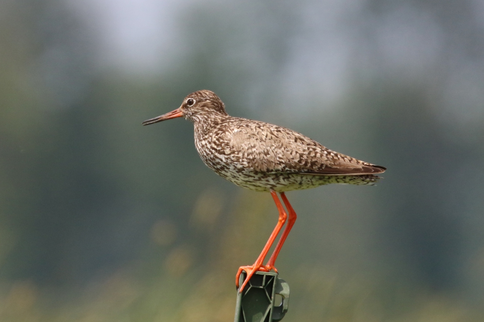 Tureluur (1) - Vogels - 