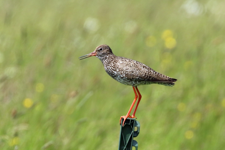 Tureluur (2) - Vogels - 