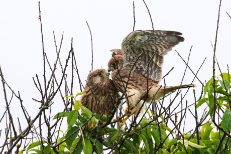 Twee juveniele torenvalken