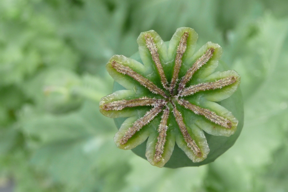Uitgebloeid - Planten - 
