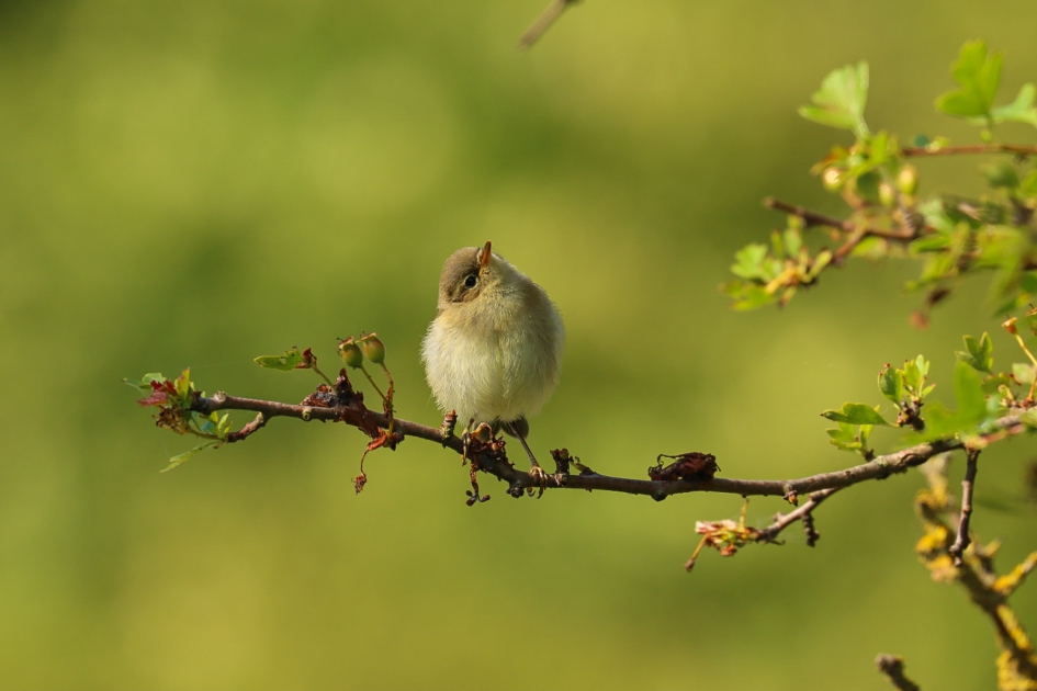 Uitgevlogen - Vogels - Tjiftjaf