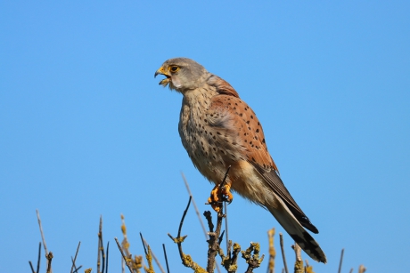 Kort nachtje voor vader torenvalk?
