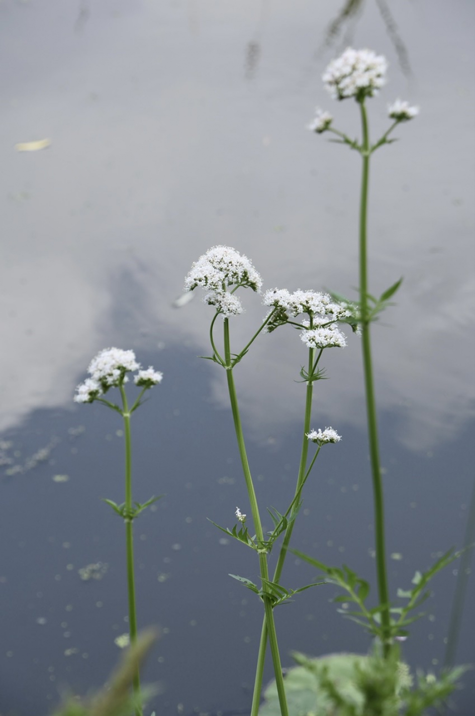 Valeriaan - Planten - 