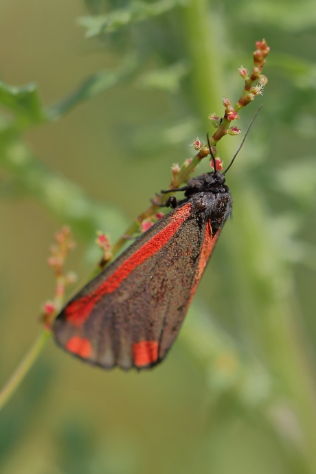 van de nacht een dag maken