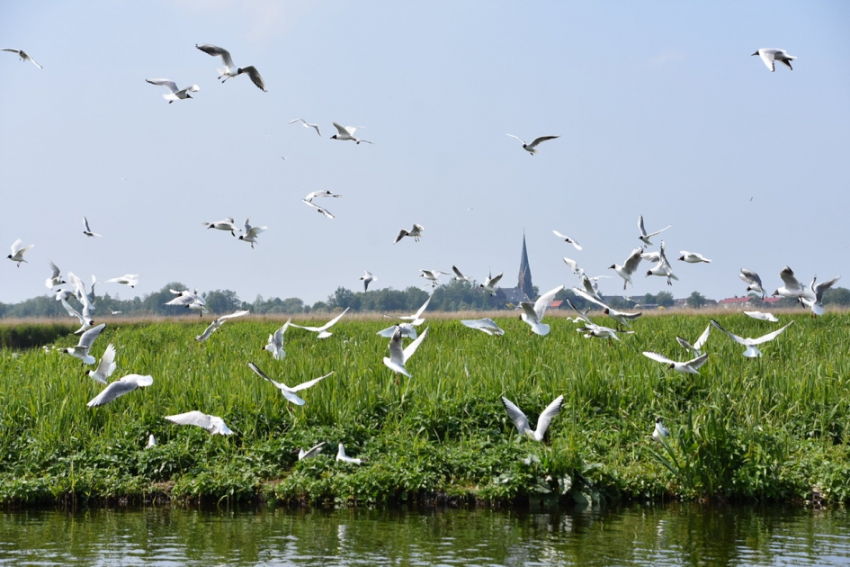 Veel kokmeeuwen - Vogels - 