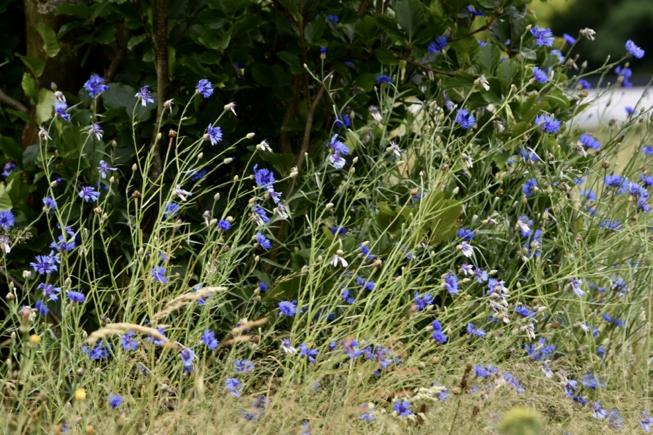 Veel, heel veel korenbloemen - Planten - 