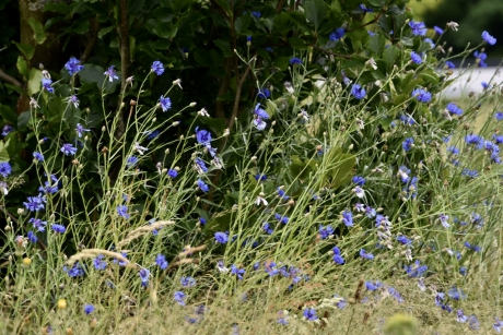 Veel, heel veel korenbloemen