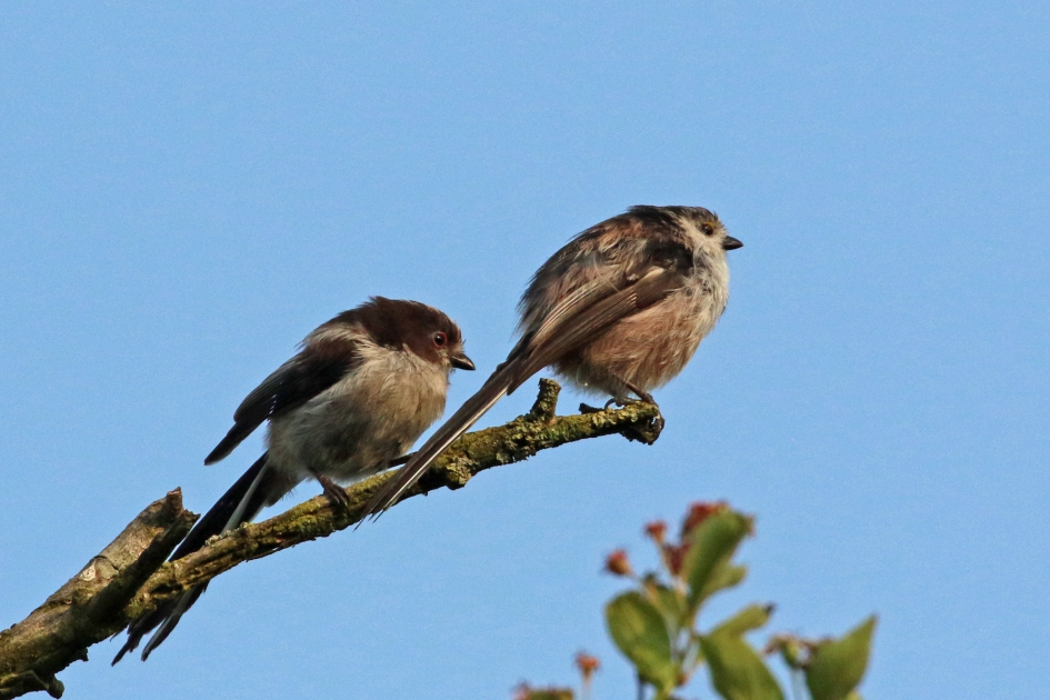 Veilig achter Ma (of Pa) - Vogels - Staartmezen