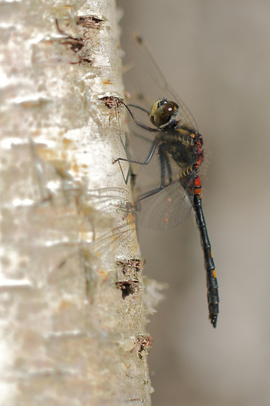 venwitsnuitlibel -m- - Geleedpotigen - venwitsnuitlibel