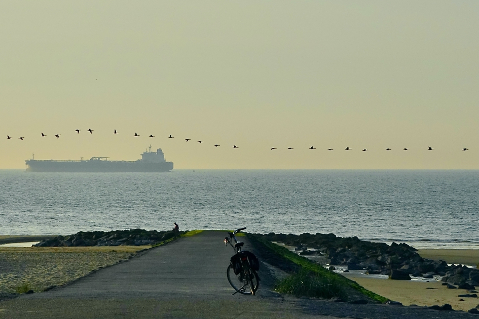 Verkeersknooppunt - Vogels - Canadese Gans