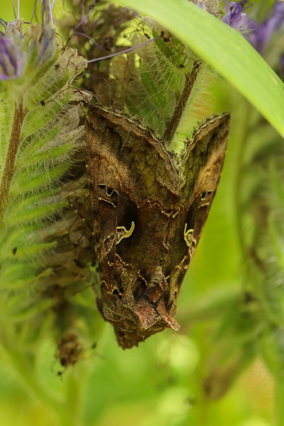 Verstopt tussen het groen - Geleedpotigen - Gamma-uil