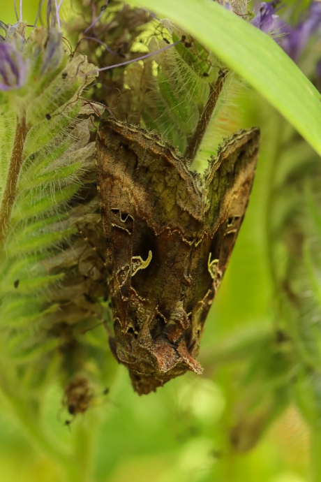 Verstopt tussen het groen