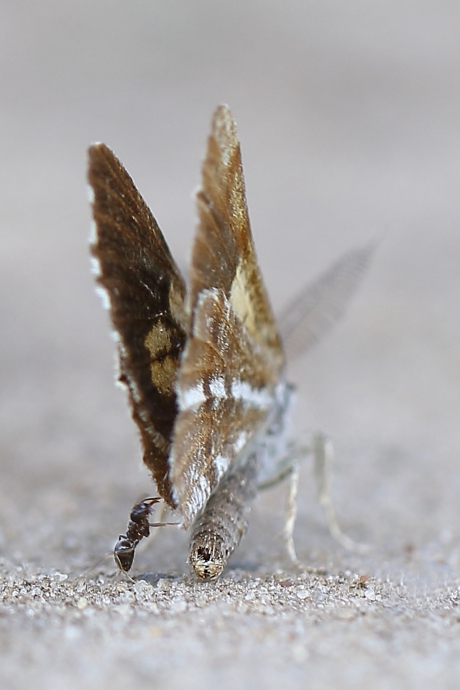 verstoring -foto 3 van 3-