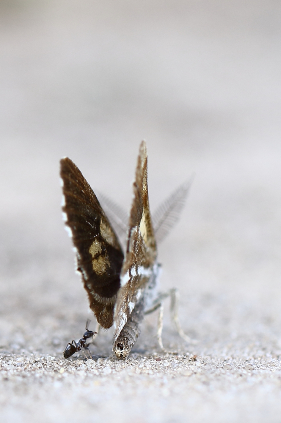 verstoring -foto 2 van 3- - Geleedpotigen - dennenspanner