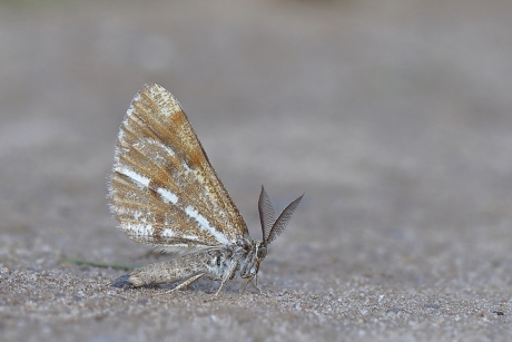 verstoring -foto 1 van 3-