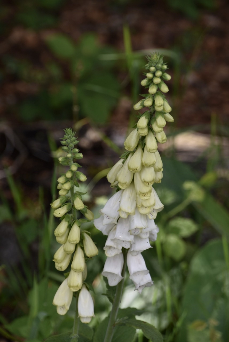 Vingerhoedskruid - Planten - 