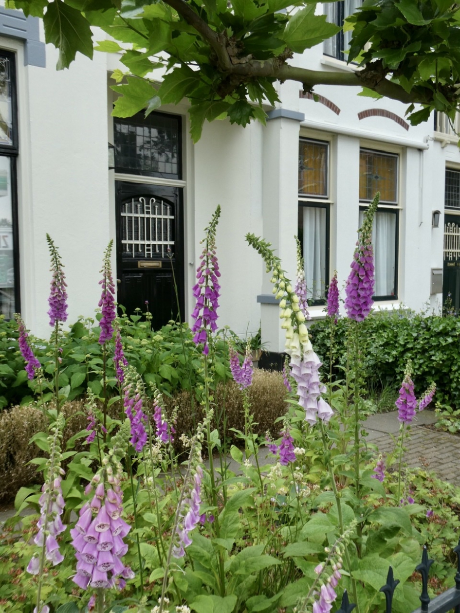 Vingerhoedskruid - Planten - 