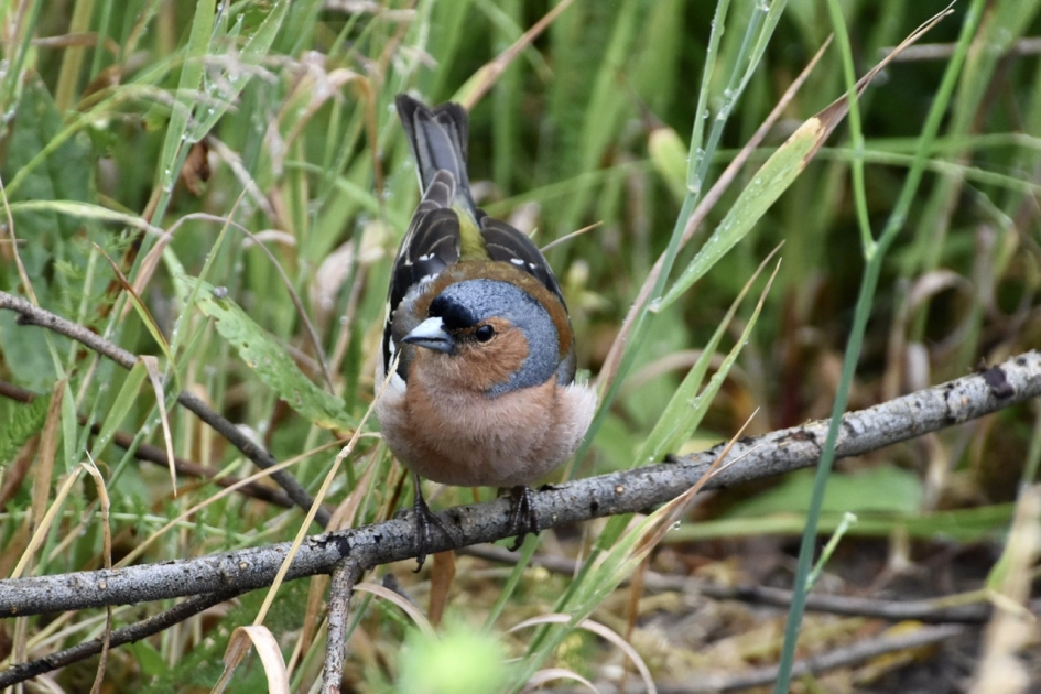 Vink (m) - Vogels - 