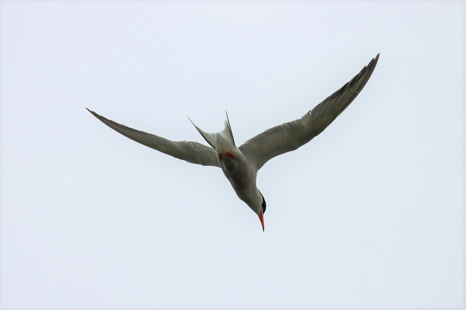 Visdiefje - Vogels - Visdief