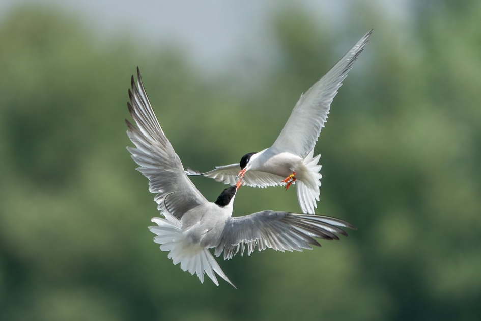 Visdiefjes met ruzie - Vogels - Visdiefje