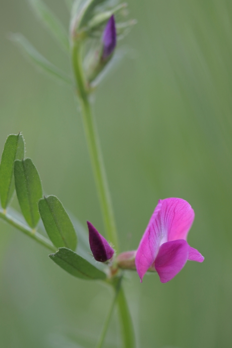 voederwikke -foto 2 van 3-