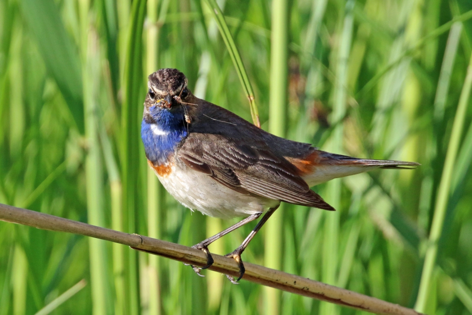 Voer voor de kleintjes - Vogels - Blauwborst
