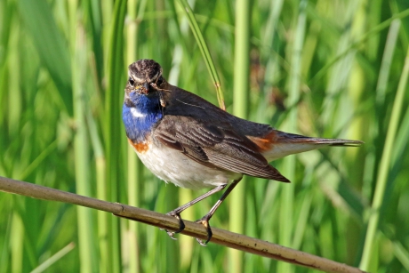 Voer voor de kleintjes