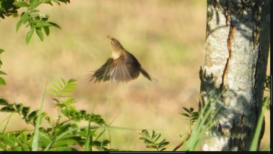 Vogel vangt een insect - Vogels - 