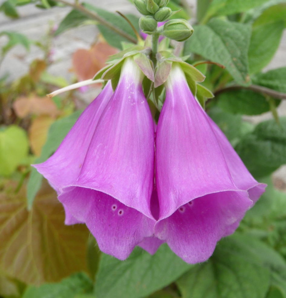 Vingerhoedskruid - Planten - 