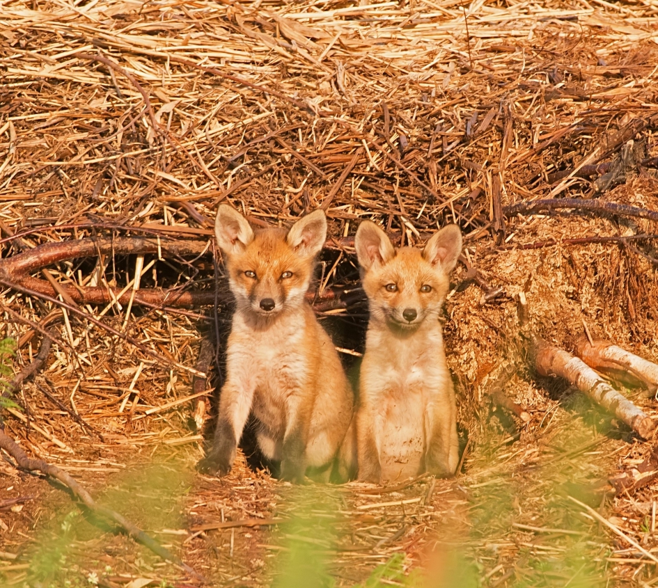 Vosjes - Zoogdieren - vosjes